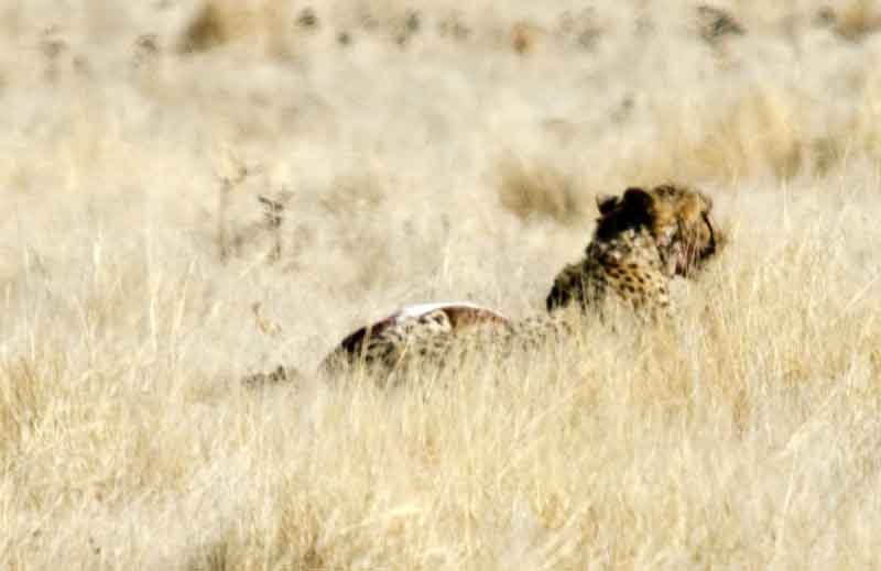 233 - Namibia - guepardo - parque nacional de Etosha